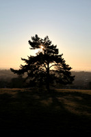 Tree silhouetted by the setting sun on Folly Hill Faringdon