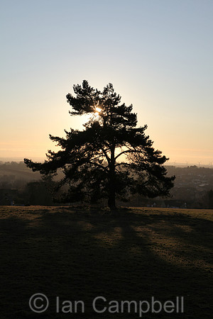 Tree silhouetted by the setting sun on Folly Hill Faringdon