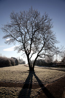 Low level winter sun behind a tree on a frosty January morning