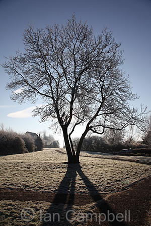 Low level winter sun behind a tree on a frosty January morning