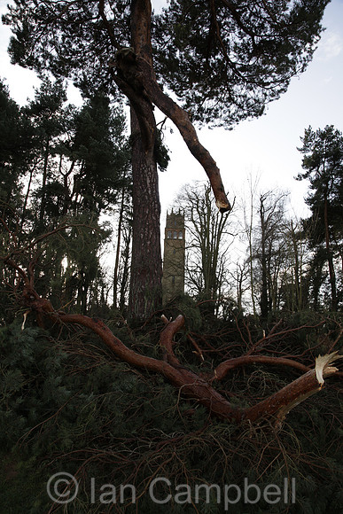 012 - Tree Damage At The Folly