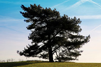 009 - Folly Tree Against Blue Sky