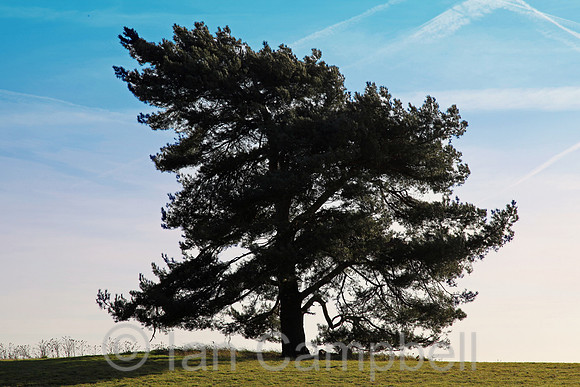 009 - Folly Tree Against Blue Sky