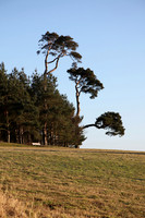 Three trees on folly Hill Faringdon Oxfordshire