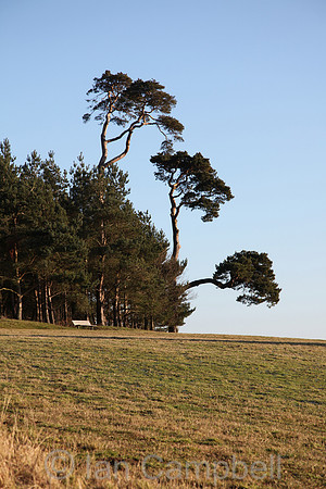 Three trees on folly Hill Faringdon Oxfordshire